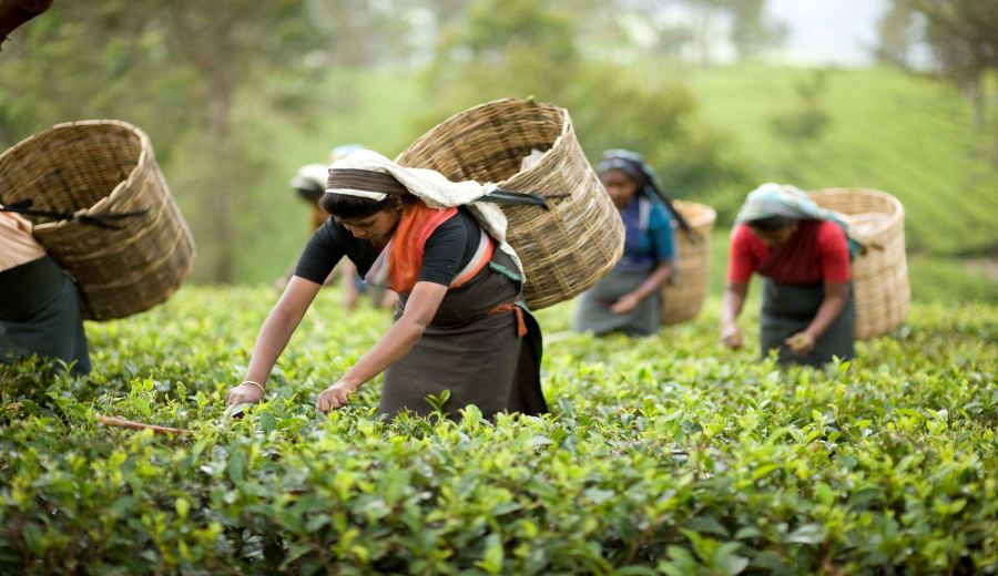 Nepal vs. Darjeeling Black Tea: A Comprehensive Analysis of Flavor and History in Two Major Himalayan Regions