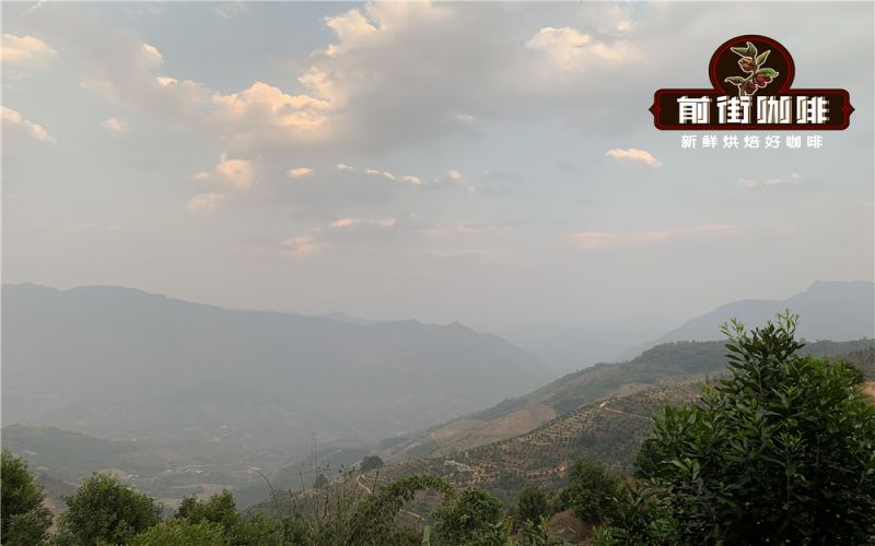 Yunnan Small Bean Coffee Variety Analysis | Complete Guide to Growing Regions & Processing Methods, Brewing Parameter Recommendations