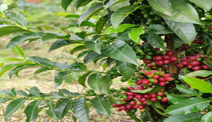 Colombian Huila Pink Bourbon Coffee Beans: Processing Method Breakdown & Pour Over Flavor Guide