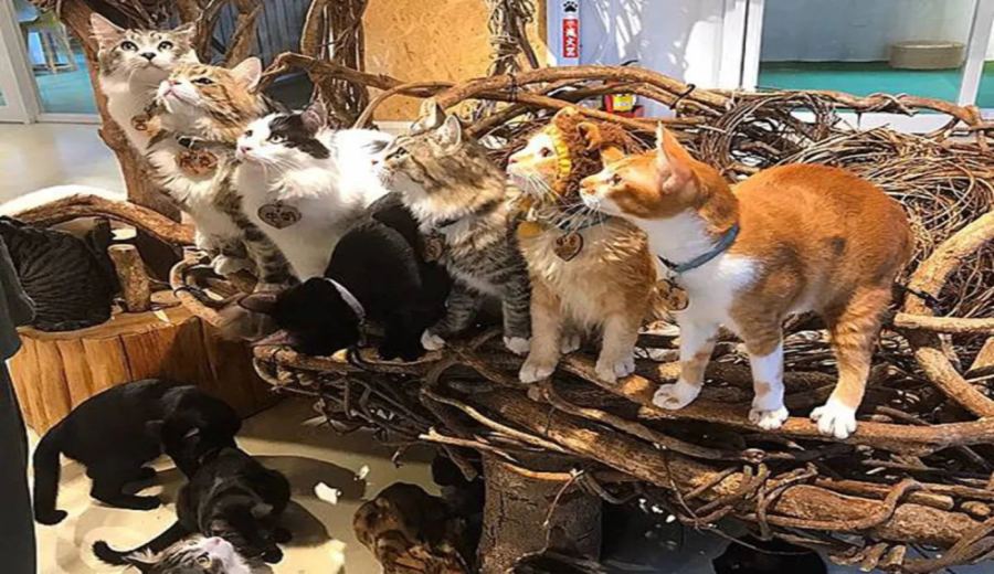 Analysis and Safety Recommendations Regarding the Lion Nibbling Incident at a Thai Animal Café