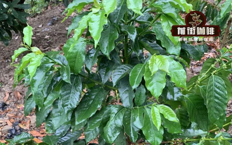 A Complete Guide to the Origin and Cultivation of Typica Coffee Beans: From Ethiopia to Blue Mountain Flavor