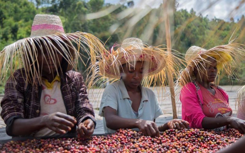 Complete Guide to Ethiopian Yirgacheffe Coffee: Washed vs. Natural Differences, Red Cherry Project & Pour Over Parameters