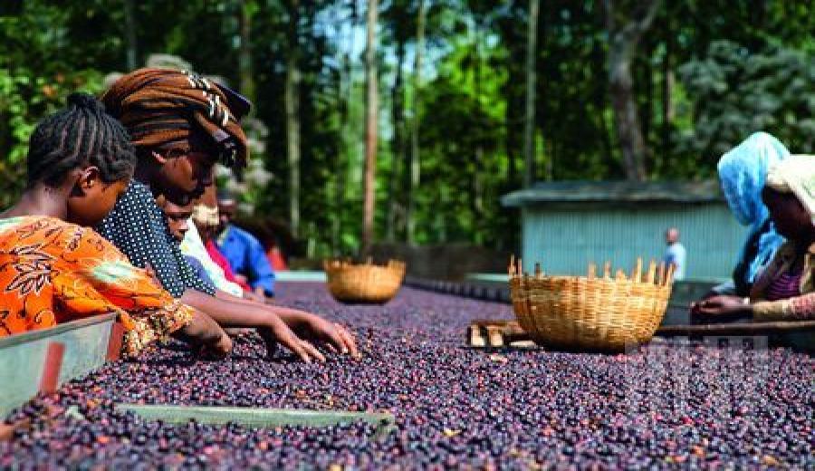 The Ultimate Guide to Yirgacheffe Coffee: Regional Evolution, Heirloom Varieties & Pour Over Parameters