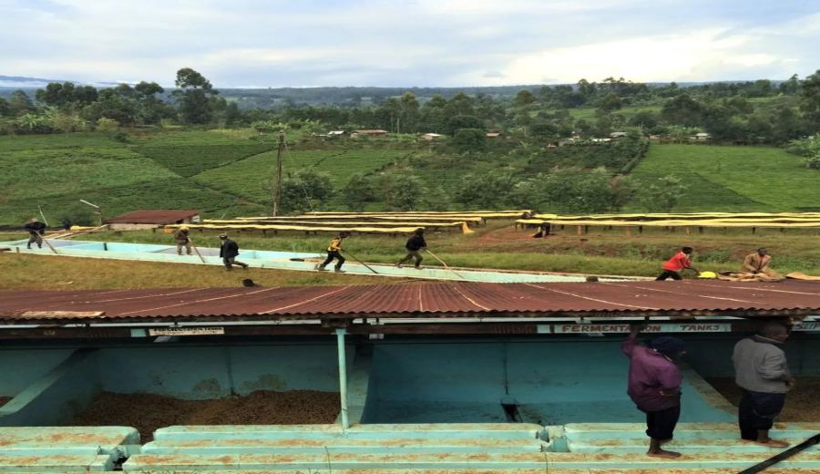 How is Kenyan K72 washed processed? Flavor analysis of SL28/SL34 from the Thika region and differences in processing methods