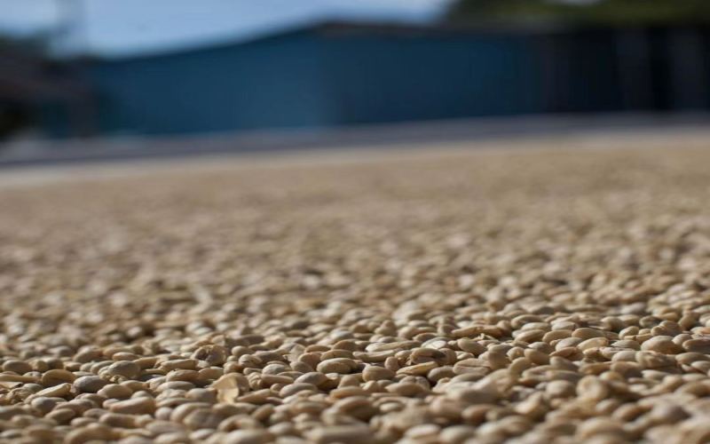 Analysis of the Differences Between Washed and Natural Coffee Processing Methods | 5 Highly Rated Washed Beans Recommended