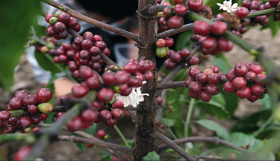 A Comprehensive Guide to Yunnan’s Dominant Coffee Variety, Catimor: Genetics, Flavor, and Washed Processing