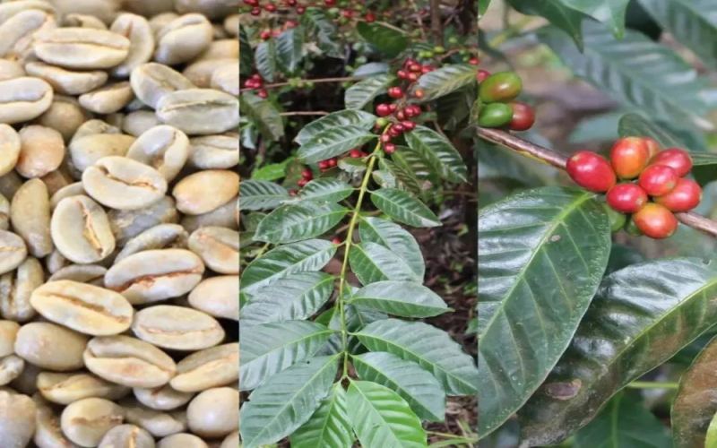 A Deep Dive into Panama's Hartmann Estate: History, Cultivation, and a Complete Guide to Its Six Sub-Farms