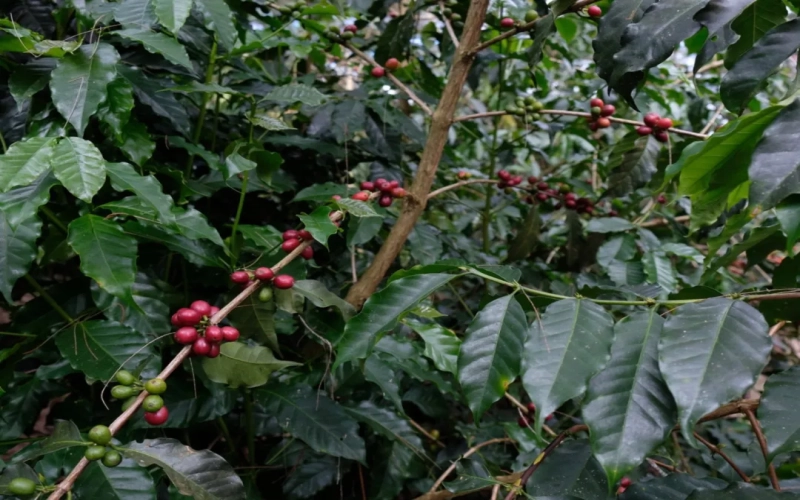 Complete Guide to Papua New Guinea Bird of Paradise Coffee: Flavor, Origin, and Pour Over Tips