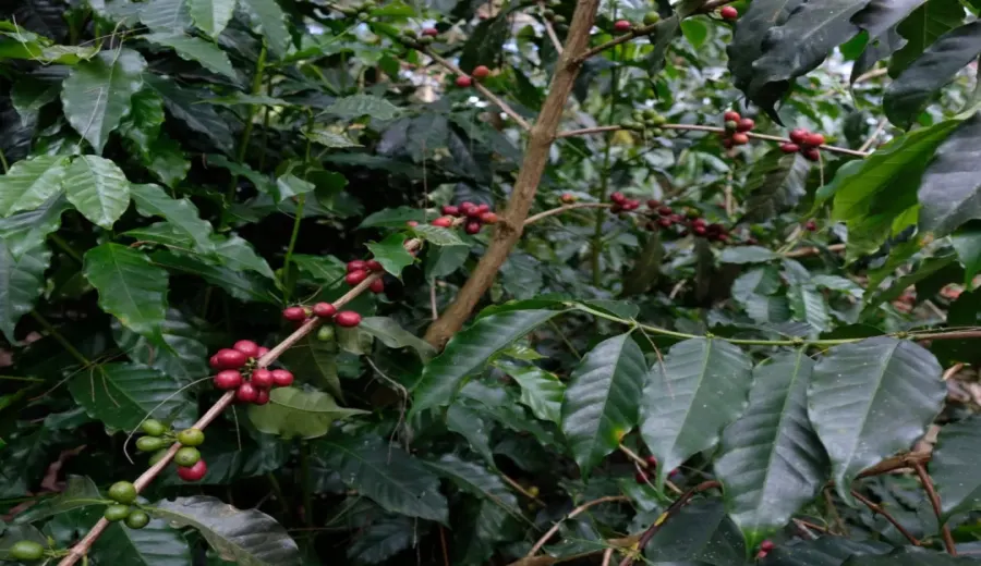 Complete Guide to Papua New Guinea Bird of Paradise Coffee: Flavor, Origin, and Pour Over Tips