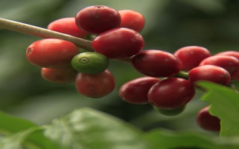 The Century-Long Ravage of Coffee Leaf Rust: How It Influences Variety Evolution and Flavor Choices?