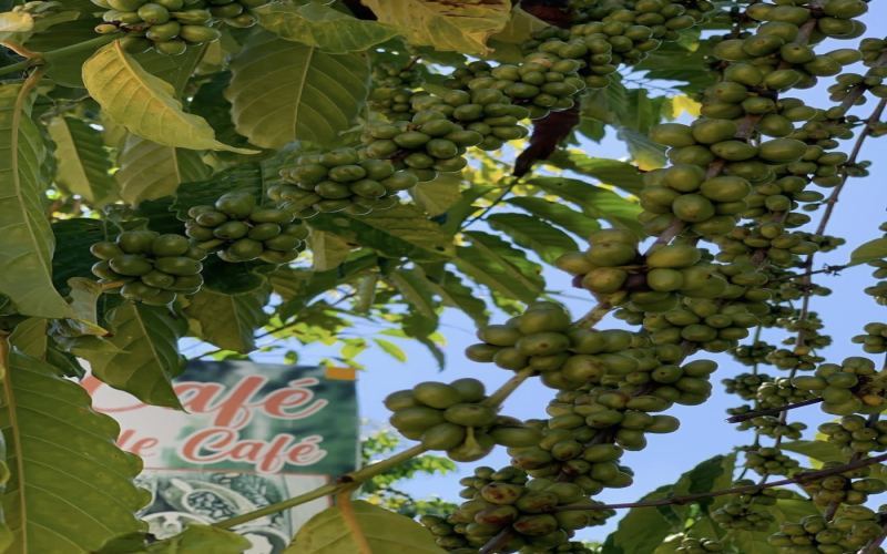 Complete Guide to Dominican Republic Coffee: Regions, Processing Methods & Flavor Profiles