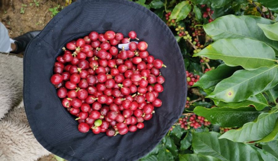 Yunnan Peaberry Coffee Varieties Explained: A Complete Guide to Terroir Altitude and Flavor Profiles