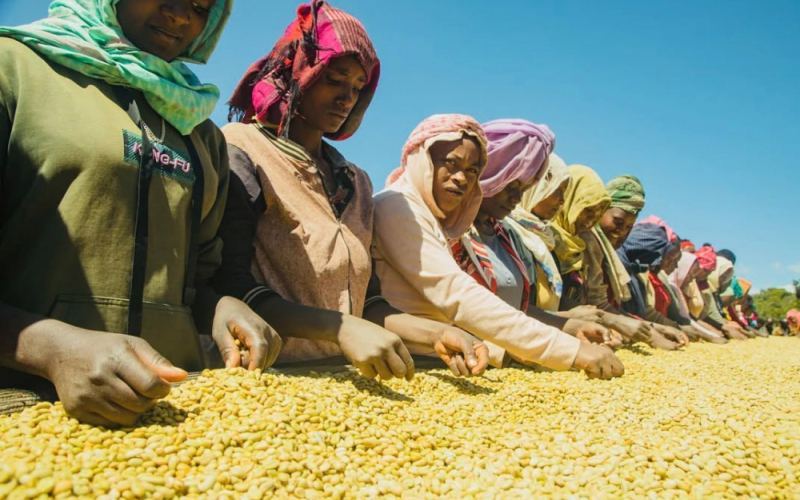 The Ultimate Guide to Ethiopian Coffee: From the Legend of Kaffa to Brewing & Flavor Profiles of Six Pour Over Beans