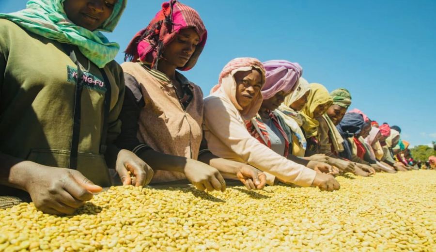 The Ultimate Guide to Ethiopian Coffee: From the Legend of Kaffa to Brewing & Flavor Profiles of Six Pour Over Beans