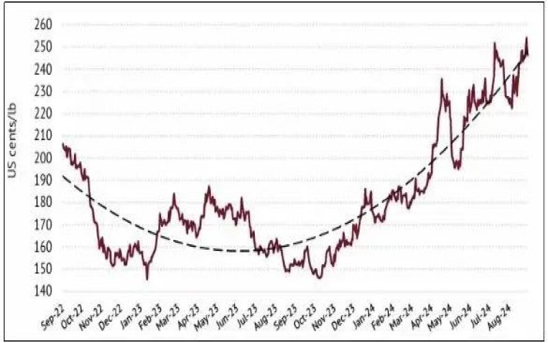 Behind the Surge in Robusta Prices: Challenges and Risks in the Global Coffee Supply Chain in 2024
