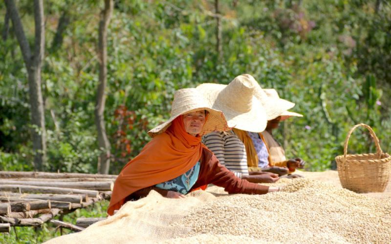 Analysis of Ethiopia’s Guji-Hambela Region: The Geography and Flavor Evolution of the Hua Kui Coffee