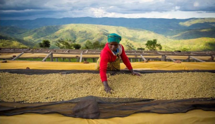 Flavor Analysis of Ethiopian Yirgacheffe Coffee Beans and a Comprehensive Guide to High-Altitude Harvesting