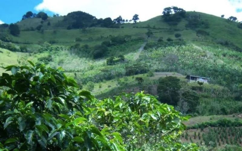 Costa Rica Tarrazú & Megalith Estate: Flavor Characteristics and Altitude Cultivation Analysis