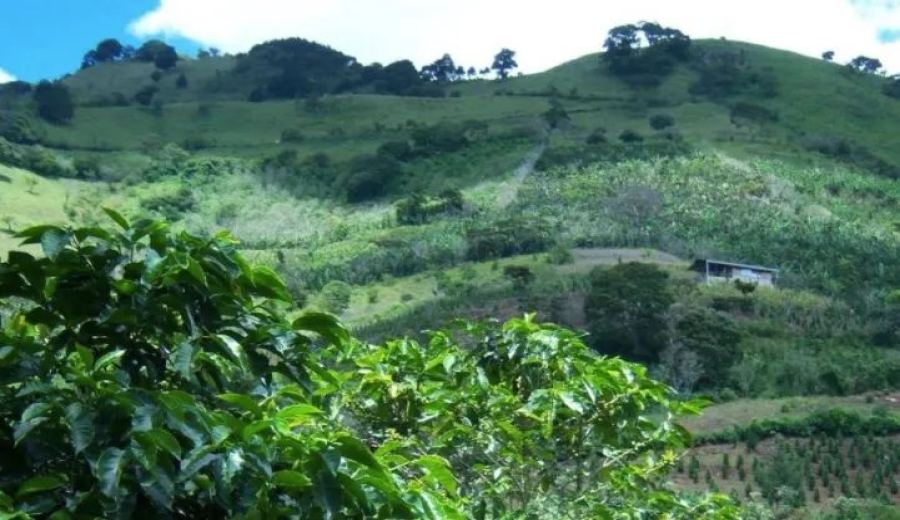 Costa Rica Tarrazú & Megalith Estate: Flavor Characteristics and Altitude Cultivation Analysis