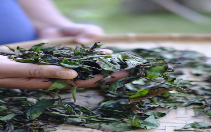 Innovative Craftsmanship of Assam Oolong Tea from India: A Complete Guide from Firewood Roasting to Local Floral Scenting