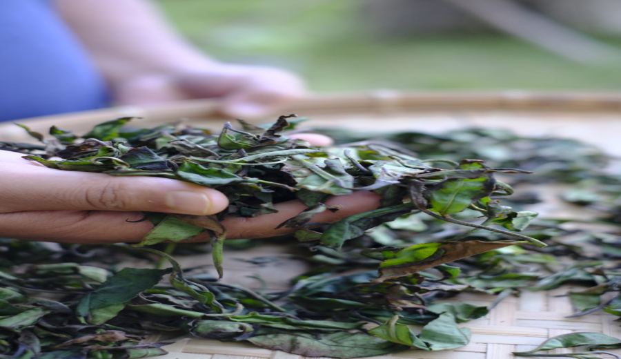 Innovative Craftsmanship of Assam Oolong Tea from India: A Complete Guide from Firewood Roasting to Local Floral Scenting