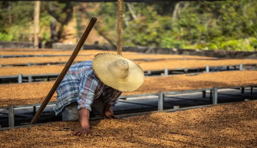 Honduras' coffee production plummets！Climate, disease, and market challenges behind the export decline