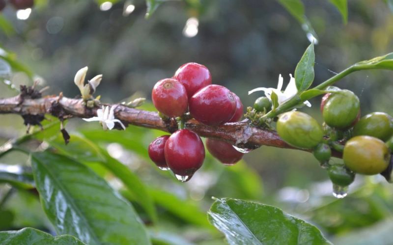 Sumatra Mandheling Coffee: A Comprehensive Guide to Wet-Hulled Processing, Flavor Profiles, and Growing Regions | Coffee Bean Recommendations & Pour Over Parameters