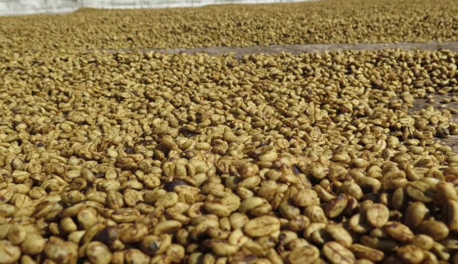 How to Determine the Best Drinking Window for Espresso? A Complete Guide to Degassing and Storage