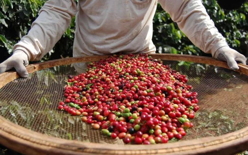 A Complete Guide to Brazilian Coffee Beans: Varieties, Regions, Processing Methods, and Pour Over Parameters