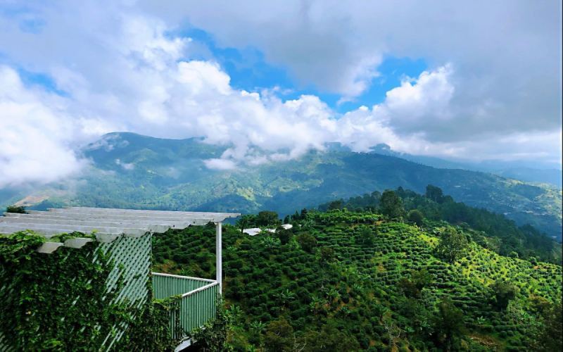 Analysis of Jamaica Blue Mountain Coffee Growing Regions and Evaluation of the Four Famous Estates | Complete Guide to Flavor and Pour Over Parameters