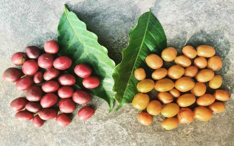 Exploring Coffee Varieties at Colombia's Misty Estate: A Flavor Journey of Sudan Rume and Geisha