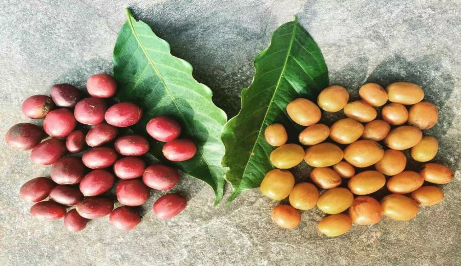 Exploring Coffee Varieties at Colombia's Misty Estate: A Flavor Journey of Sudan Rume and Geisha