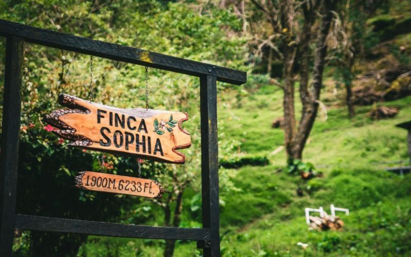 Decoding the Flavors of Panama Sofia Geisha Washed Champion & Complete Brewing Guide