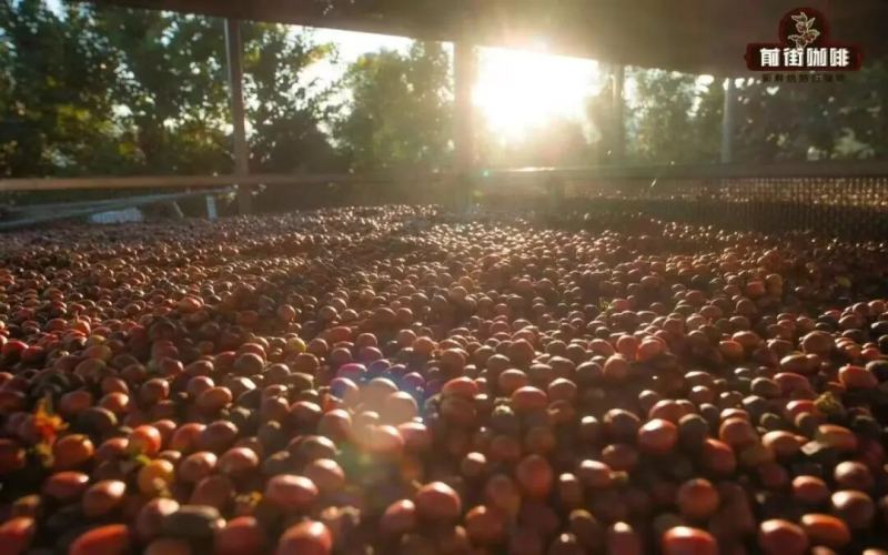 Complete Guide to Making Coffee Combos: Master Bean Selection and Brewing Techniques at Once