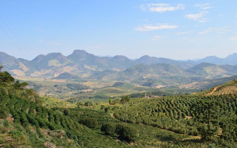Complete Flavor Guide to Specialty Coffee Beans from Latin America: Beginner-Friendly Pour Over Recommendations from Brazil to Blue Mountain