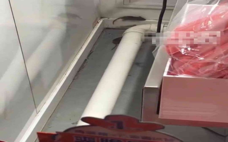 Melting Snow Ice City Zhengzhou Store Rat Infestation Incident: Exposing the Hygiene Management of Chain Tea Beverages