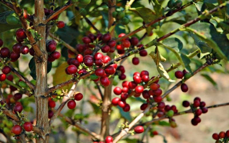 Guatemala Coffee Regions and Flavor Profile: A Brewing Guide from Geisha to Washed Processing