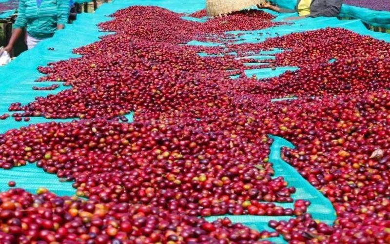 Ethiopian Yirgacheffe Amederaro Coffee Beans: Flavor Profile & Pour Over Guide for ASD Process