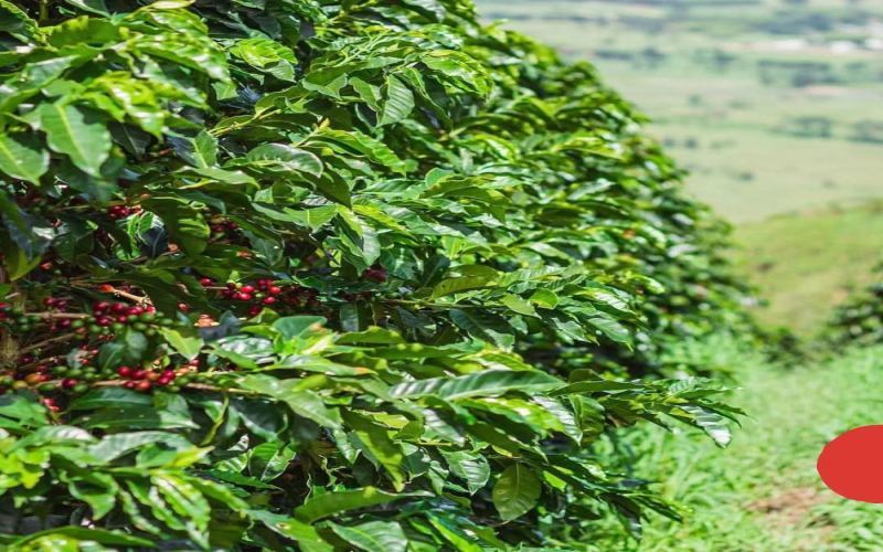 Analysis of Colombian Coffee Bean Grades and Regional Flavors: From Excelso to Huila Washed Pour Over Guide