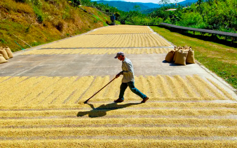 A Comprehensive Guide to Brazilian Coffee Regions and Pour Over SOE Single-Origin Selection Tips