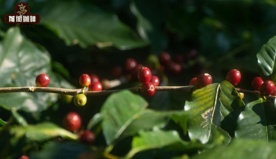 How to Choose Yunnan Coffee Beans? A Complete Guide to Altitude, Varieties, Processing Methods, and Grading