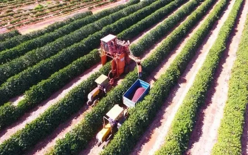 Brazil's coffee harvest season is ahead of schedule; 2024 exports set to hit a record high of 46.3 million bags