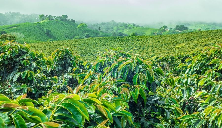 Introduction to Guatemala’s Eight Major Coffee Regions: A Comprehensive Guide to Antigua and Huehuetenango Pour Over Flavors and Processing Methods