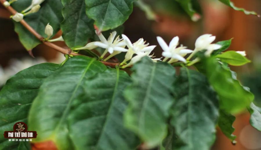 Unveiling the Rare Pink Coffee Blossom: Varietal Origins, Cultivation Stories, and Flavor Profiles