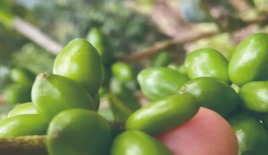 A Complete Guide to the Papayo Coffee Variety in Colombia: Flavor Profile and Cultivation Potential