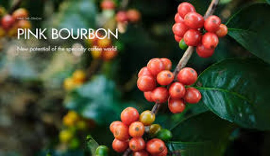 A Complete Guide to Coffee Roast Levels: From Light to Dark, How to Choose Blends vs. SOEs? Pour Over Brewing Tips