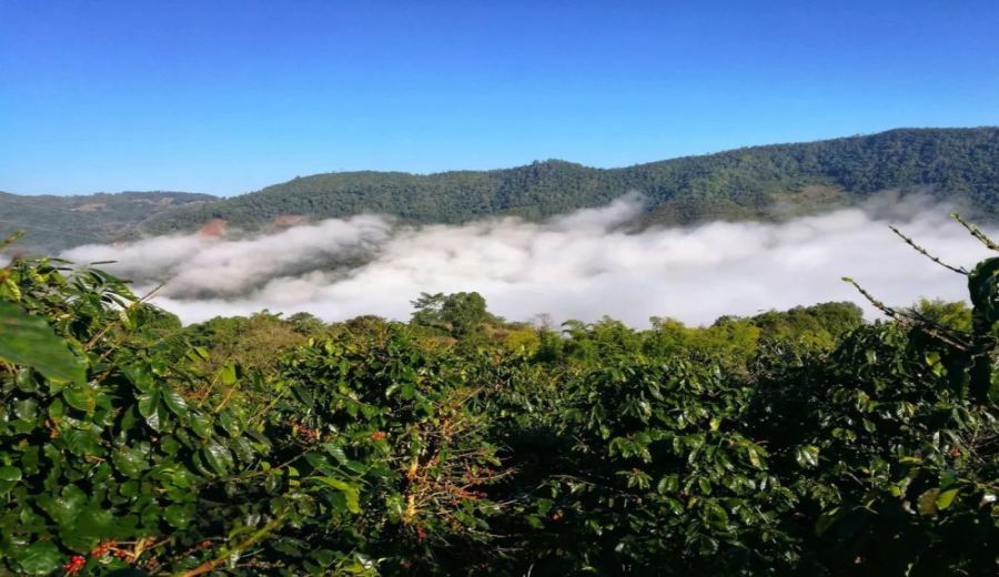In-depth Analysis of Yunnan Coffee Varieties: Catimor vs Typica — Flavor & Processing Guide