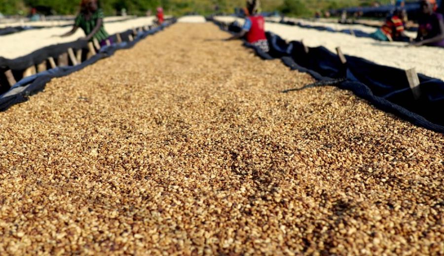 How to choose coffee beans for the moka pot? Master the roast date and the art of cultivating crema