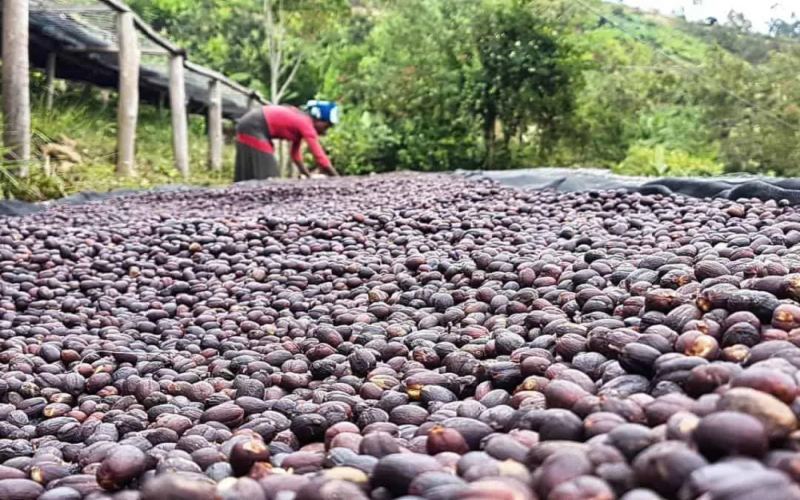 Is China the largest buyer of Ethiopian coffee? Analysis of annual imports and market trends