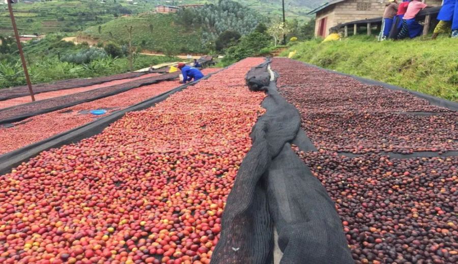 Analysis of Ethiopian Yirgacheffe Washed Beans: The Source of Floral-Fruity Aroma and Bright Acidity